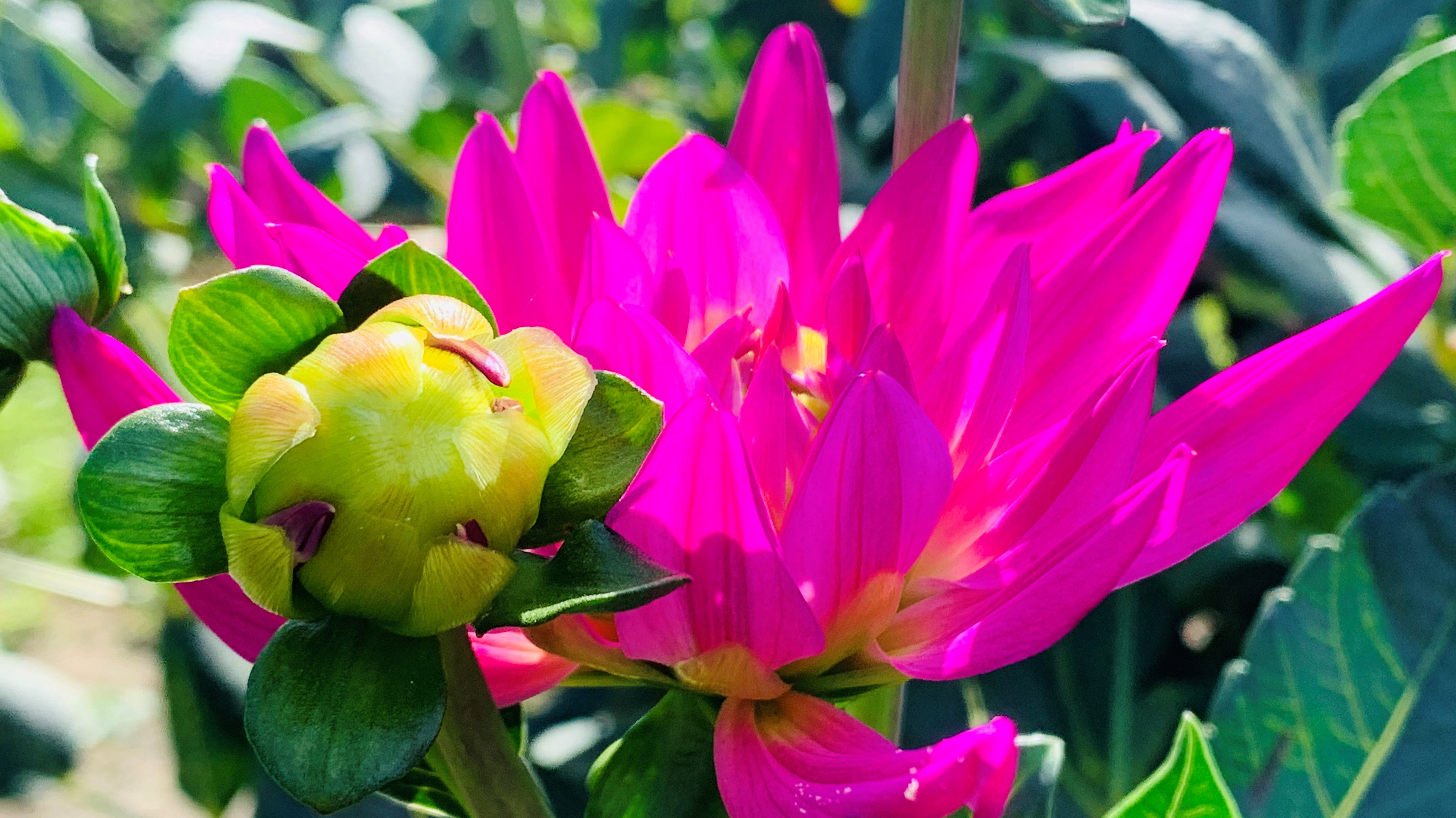 FLOWER 20